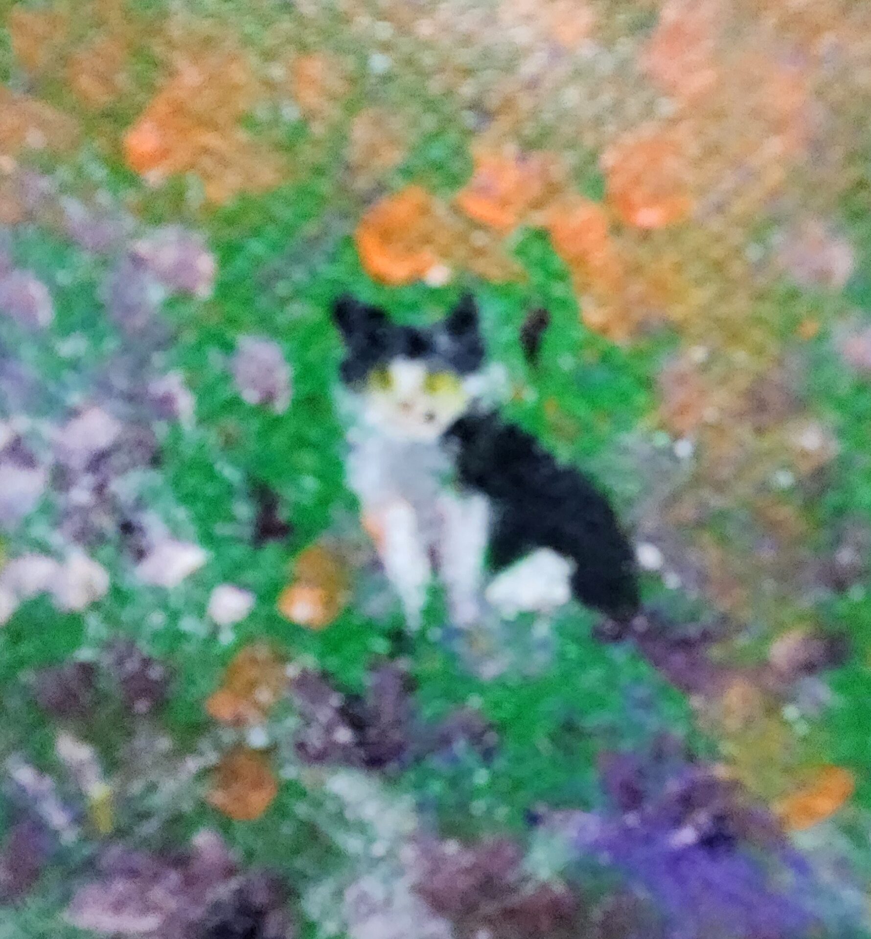 Danielle Art Original Acrylic and Oil Paintings Christian memorial art: Black and white cat in a garden, Pets May Safely Graze