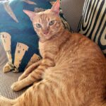Danielle Art Original Acrylic and Oil Paintings Orange tabby cat lounging on a couch between patterned pillows.