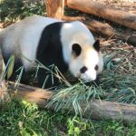 Danielle Art Original Acrylic and Oil Paintings Giant panda eating bamboo shoots in a natural habitat. Grateful for meeting the pandas!