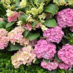 Danielle Art Original Acrylic and Oil Paintings Lush pink and green hydrangea blossoms, representing healing and letting go.