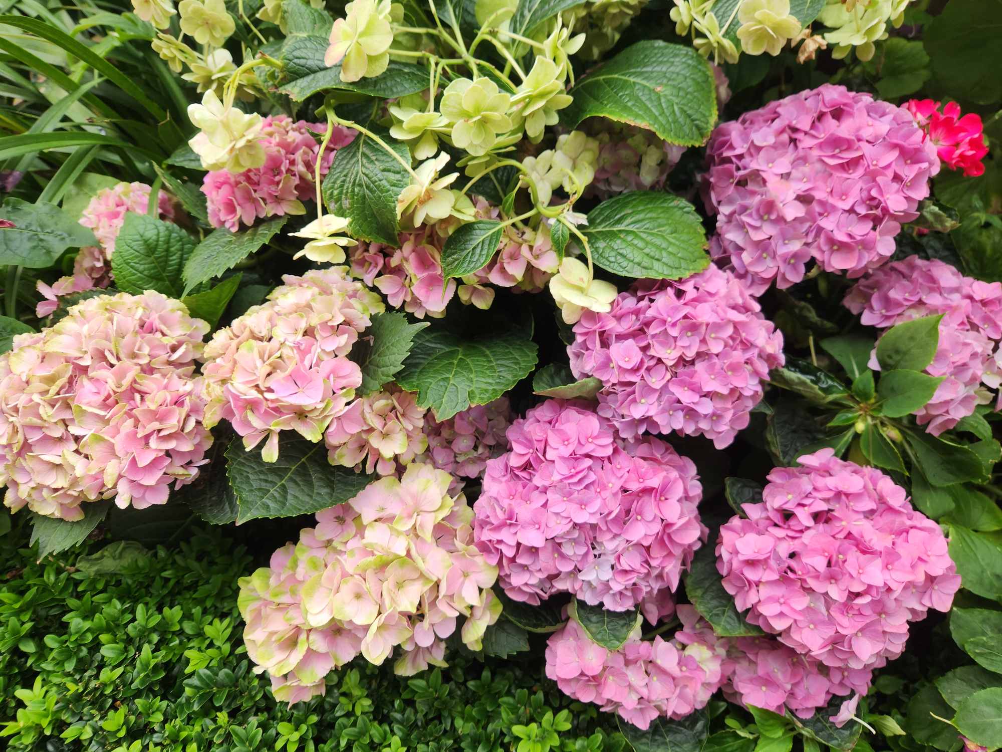 Danielle Art Original Acrylic and Oil Paintings Lush pink and green hydrangea blossoms, representing healing and letting go.