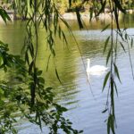 Danielle Art Original Acrylic and Oil Paintings Swan swimming on a lake, framed by willow branches. Serene and peaceful scene.