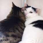 Danielle Art Original Acrylic and Oil Paintings Two cats cuddling indoors. One is tabby, the other is white with black spots.