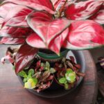 Danielle Art Original Acrylic and Oil Paintings Red aglaonema plant with tiny fittonia plants and bird decorations, part of my little plant family.
