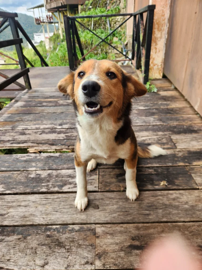 Danielle Art Original Acrylic and Oil Paintings Okay, I'm ready to create SEO-optimized alt text. Please provide the blog title and SEO keywords so I can tailor the alt text appropriately.