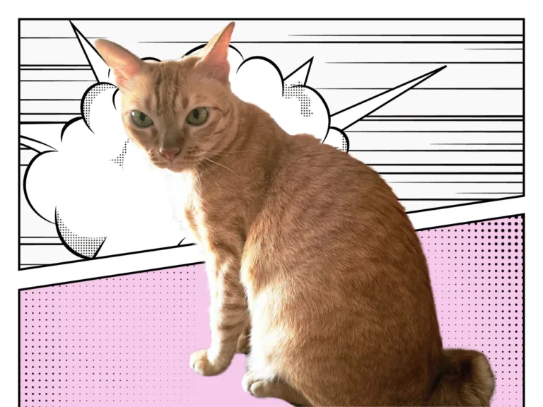 Danielle Art Original Acrylic and Oil Paintings Orange tabby cat sitting against a comic book style background. Gentle care for Bobby.