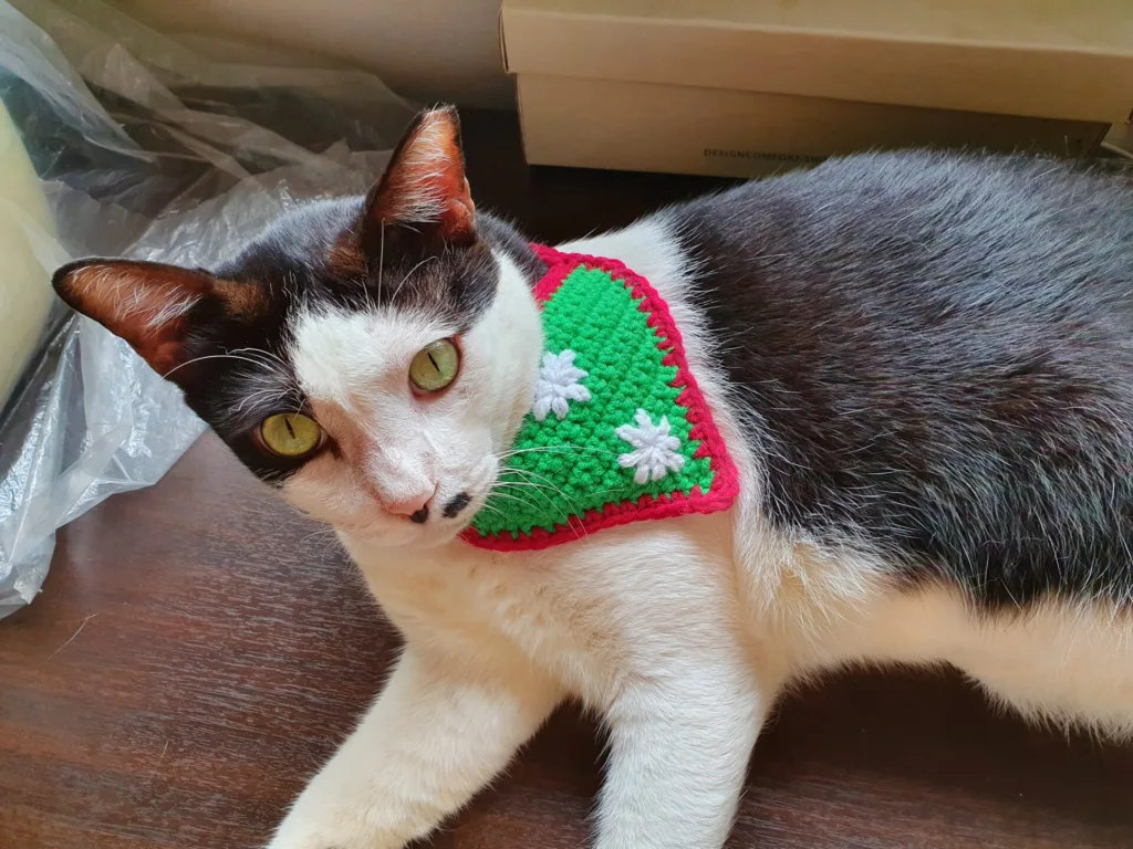 Black and white cat wearing a green and red crocheted collar.