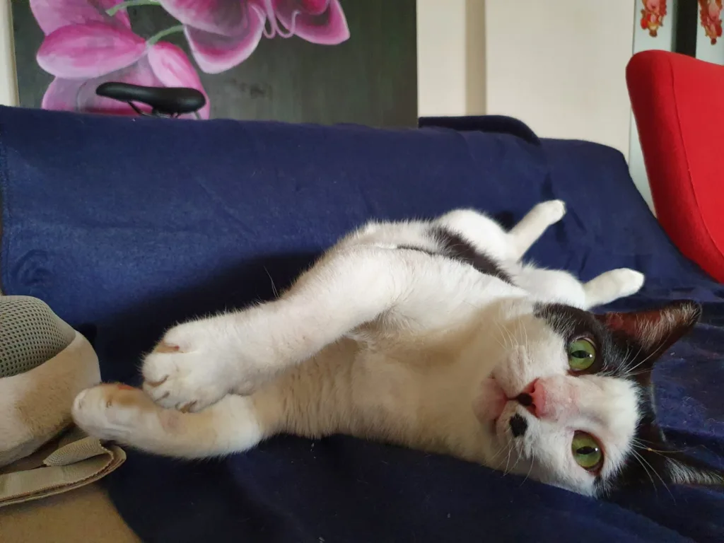 Playful black and white cat lounging on blue blanket with green eyes.
