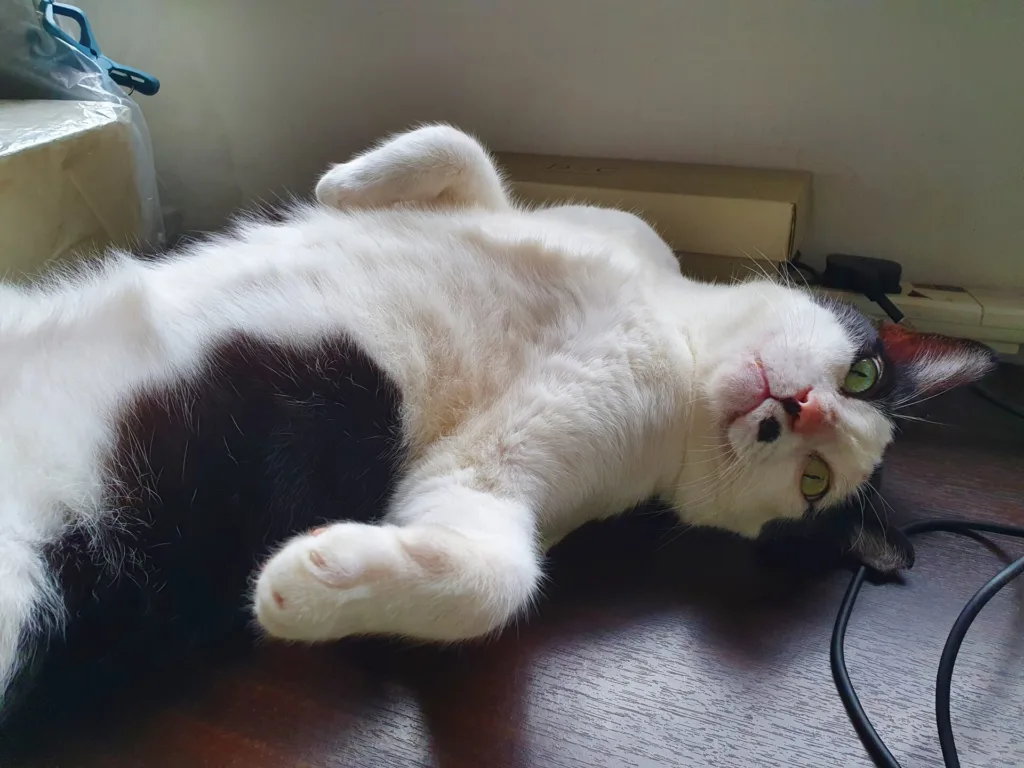 Relaxed black and white cat lying on its back with paws up.