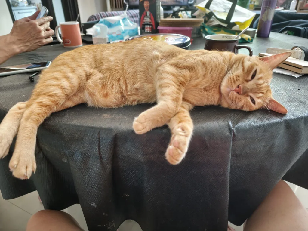 Ginger tabby cat lounging on a table with crossed paws, looking relaxed.