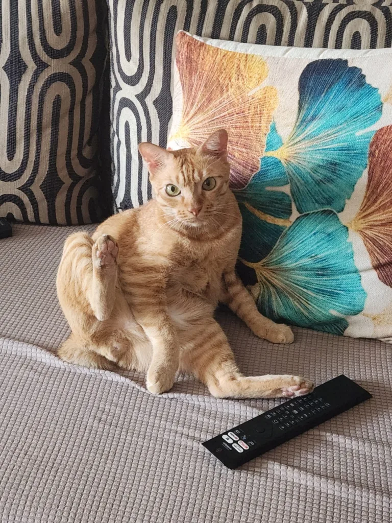 Orange tabby cat lounging on couch with remote and decorative pillow.