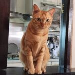 Orange tabby cat perched on ledge, looking at camera.