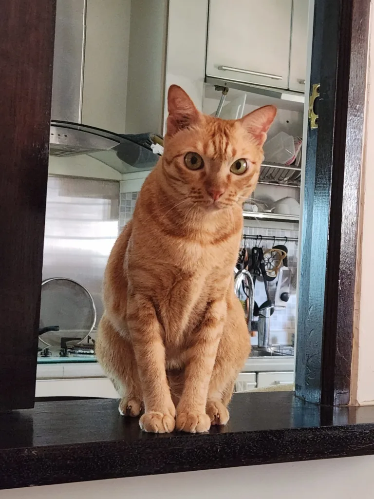 Orange tabby cat perched on ledge, looking at camera.