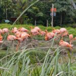 15 May 2026 - Gratitude for a Rainy Day at the Bird Park and the Joy of Curious Little Birds