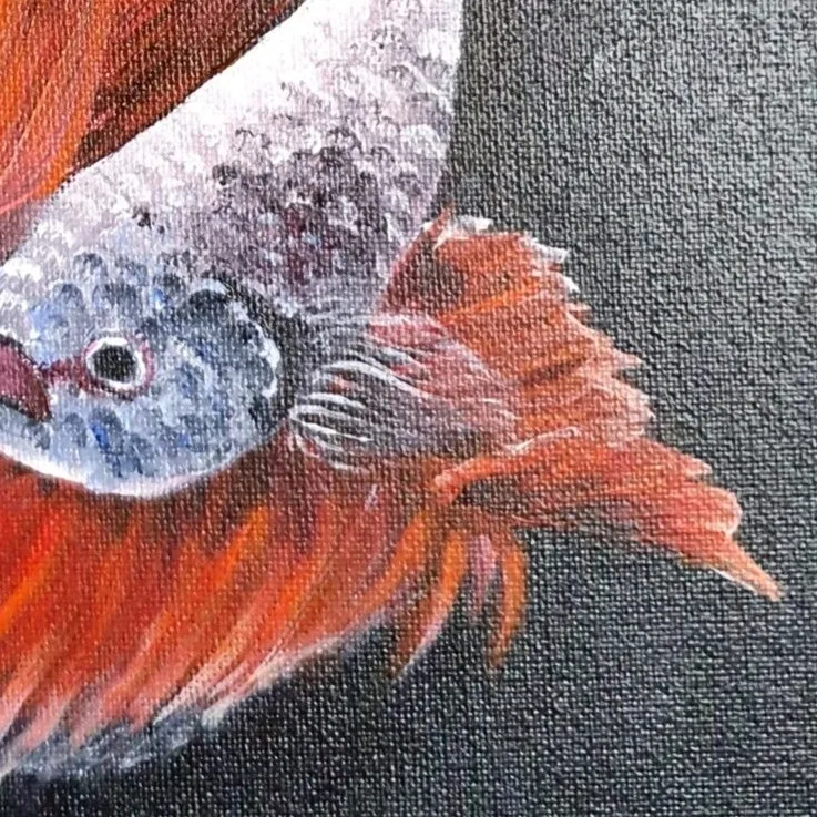 Fighting Fish 1 — closeup 1
