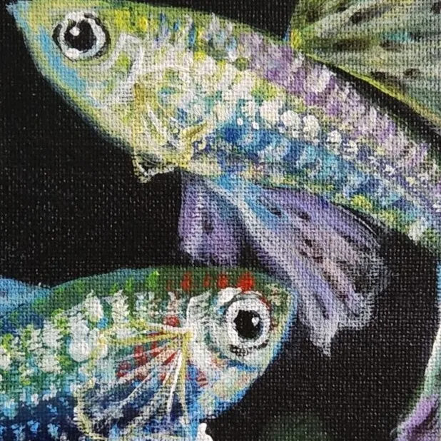 Colourful Guppies 1 — closeup 1