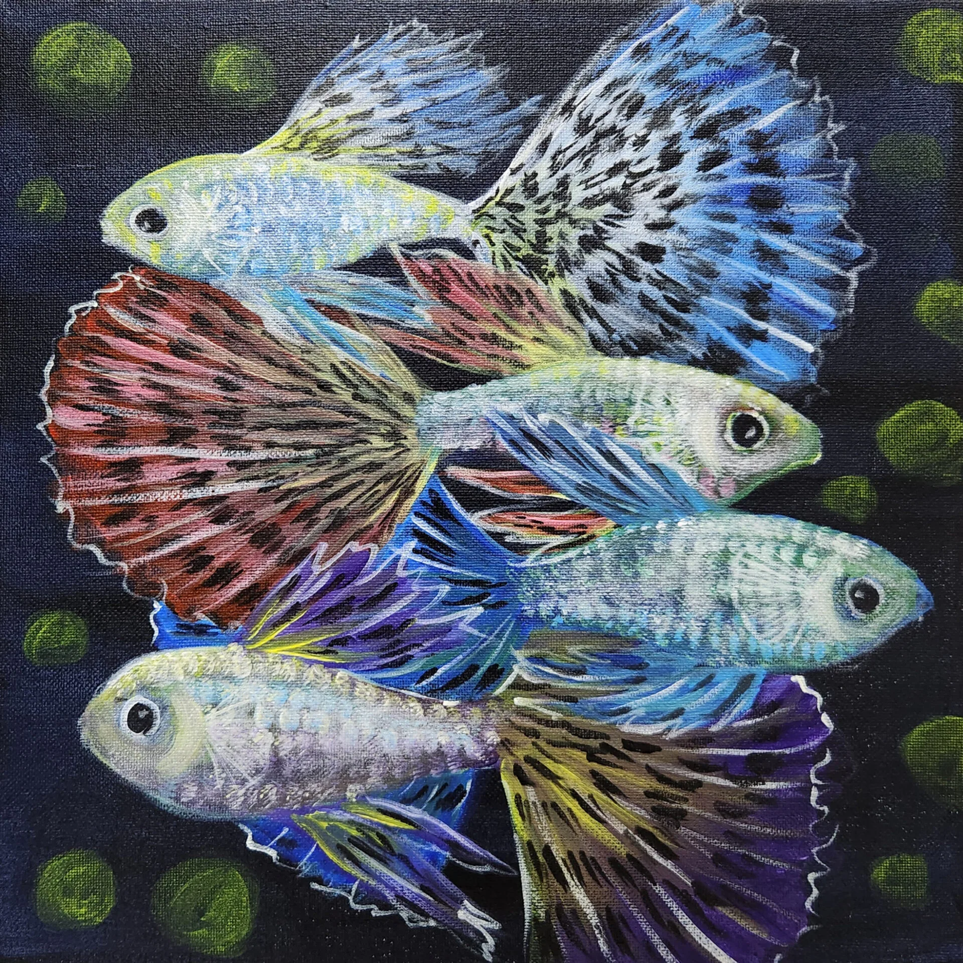 Guppies 6