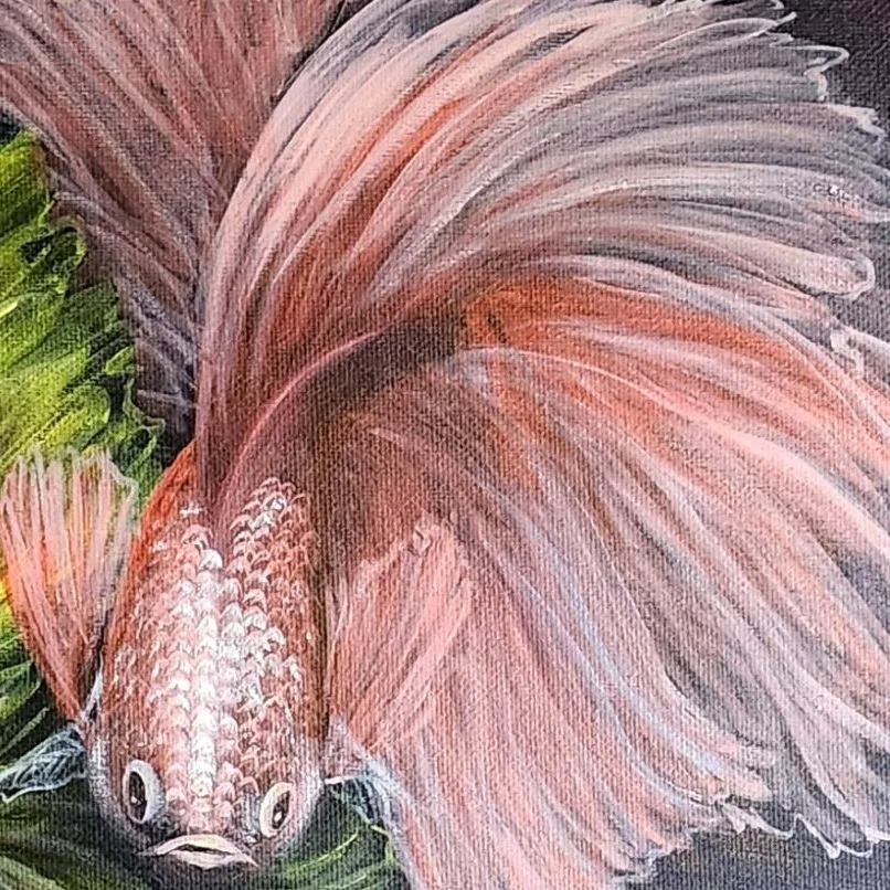 Betta Fishes 6 — closeup 2