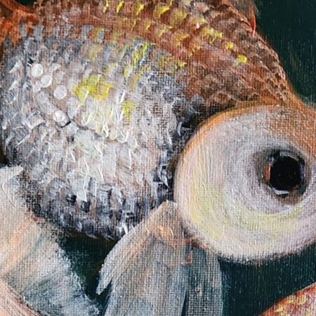 Goldfish Trio 2 — closeup 1