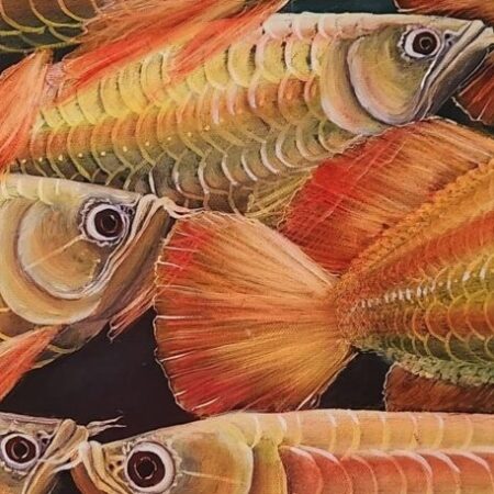 Golden Arowanas — closeup 1