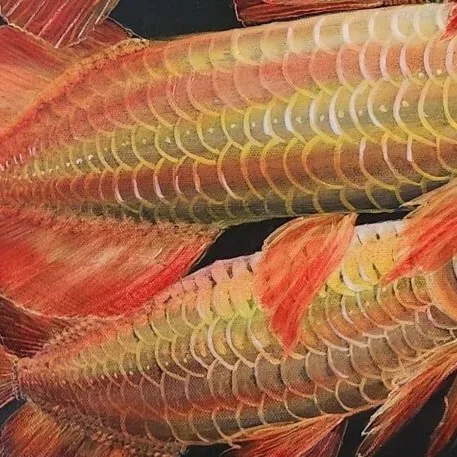 Golden Arowanas — closeup 2