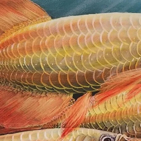 Golden Arowanas — closeup 3