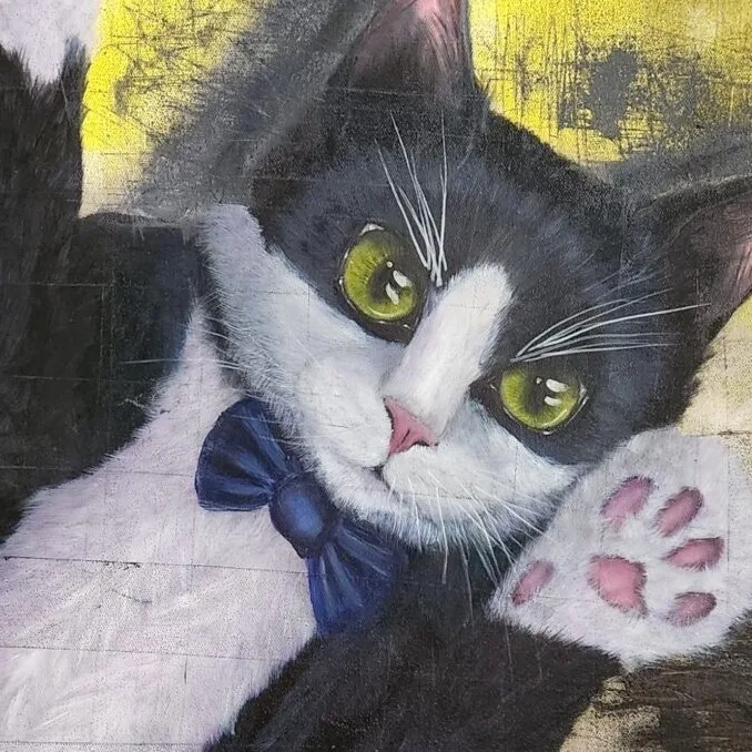 Tuxedo Cat — closeup 3